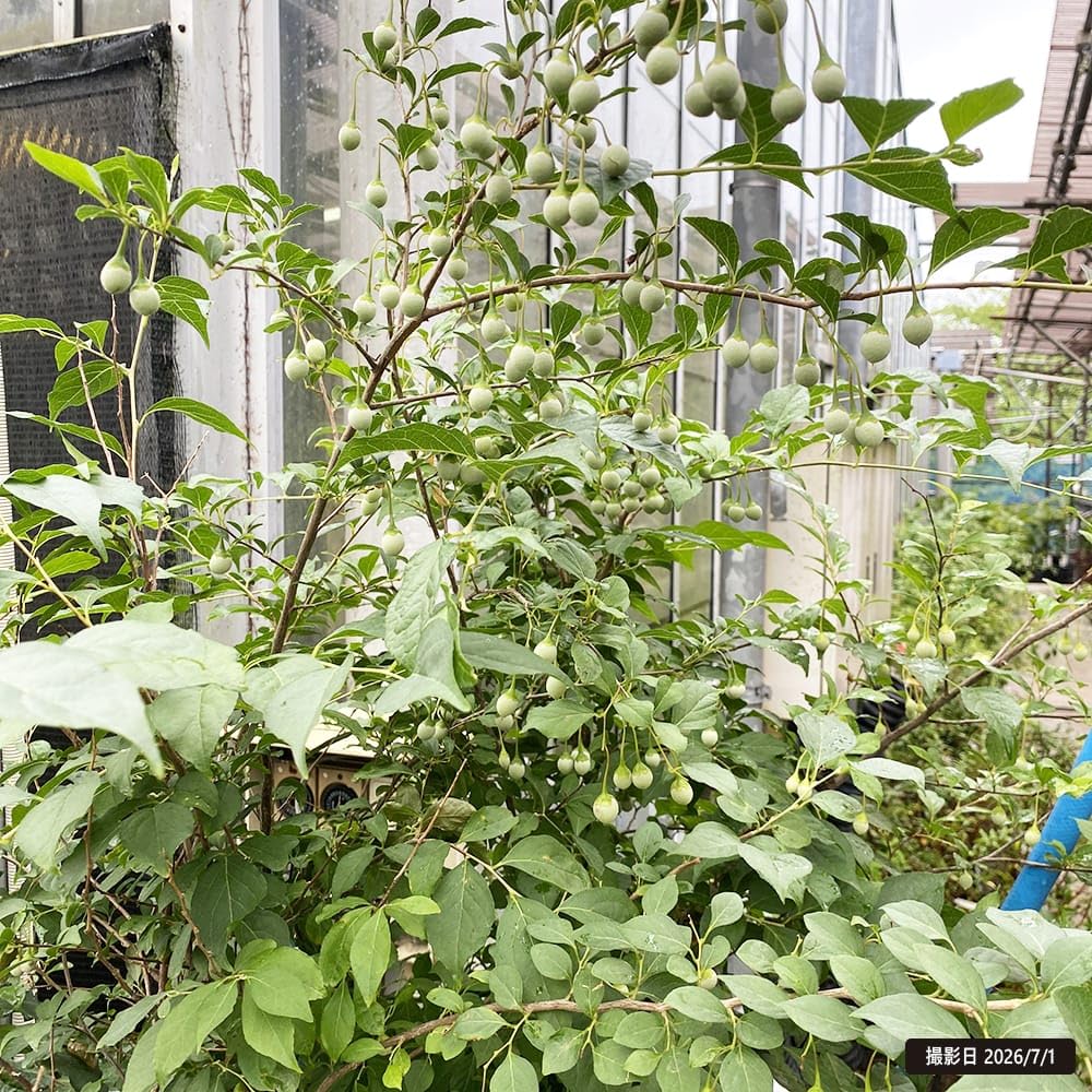 Amazon | エゴノキ 株立ち （白花） 大苗 庭木 | 植木